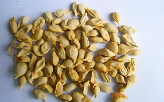 中药橘核的神奇功效与作用，哪些禁忌你需要知道？