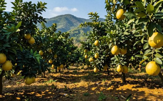 沙田柚的挑选技巧，教你如何选购新鲜美味的沙田柚