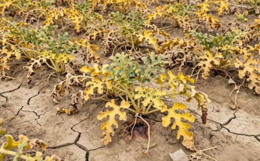 重茬西瓜枯萎病怎么治？全面防治方法解析与防范技巧