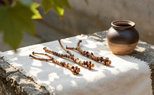 中药葡萄根的功效与作用有哪些？你不可不知道的健康秘笈