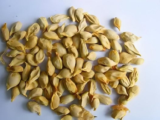 中药橘核的神奇功效与作用，哪些禁忌你需要知道？