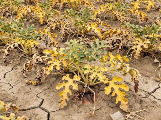 重茬西瓜枯萎病怎么治？全面防治方法解析与防范技巧