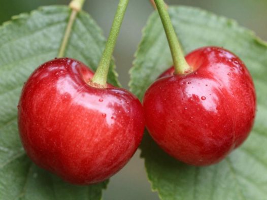 针叶樱桃的药用价值与营养功效,全面了解针叶樱桃的好处