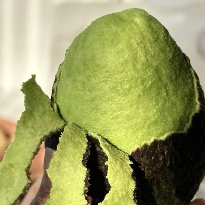 哈斯牛油果<家庭装>