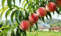 水蜜桃的产地优势,这些地方为什么能种出最好吃的水蜜桃?