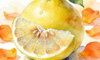 苦柚子的健康功效与作用及注意事项,苦柚子饮食须知