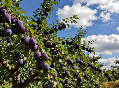 李子的营养价值揭晓,吃多了会导致哪些健康隐患?