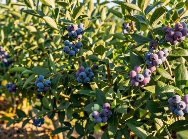 富含花青素的蓝莓有哪些惊人功效?深入了解蓝莓的健康益处