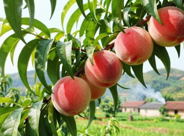 水蜜桃的产地优势,这些地方为什么能种出最好吃的水蜜桃?