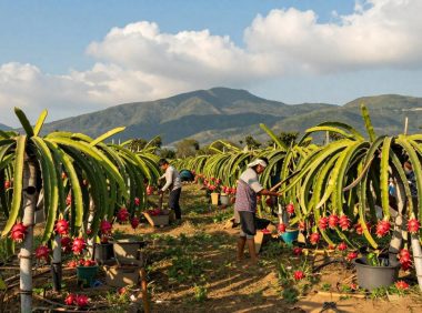 火龙果的种植环境与生长条件:热带水果火龙果的栽培秘诀