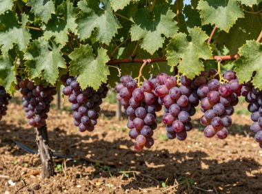 金星无核葡萄的功效与作用，金星无核葡萄的食用建议