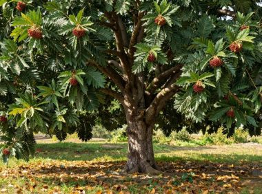 聚果榕的药用功效,聚果榕能治疗哪些常见疾病?