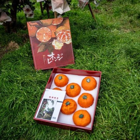 嵋春柑~大橘·甘平<礼盒装>