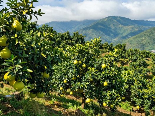 绿色种植柚子的产地分布与栽培技巧