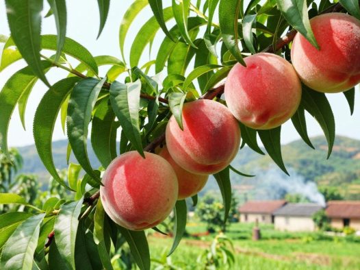 水蜜桃的产地优势，这些地方为什么能种出最好吃的水蜜桃？