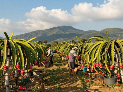 火龙果的种植环境与生长条件：热带水果火龙果的栽培秘诀