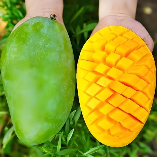 攀枝花金煌芒果