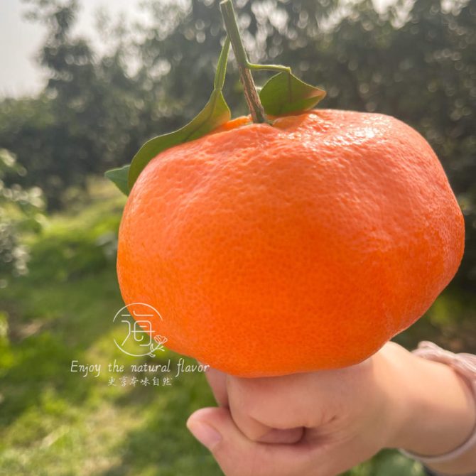 嵋春柑～大橘·甘平<家庭装>