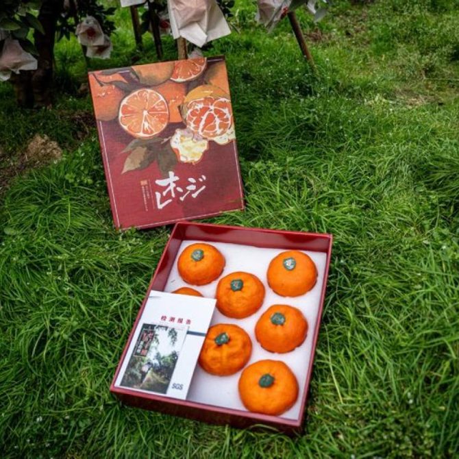 嵋春柑～大橘·甘平<礼盒装>