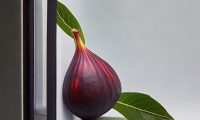 无花果放进冰箱冷藏容易坏吗?