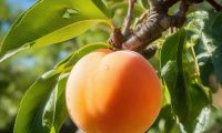 桃子放软了之后还能再放几天？