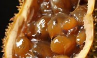 菠萝蜜取肉总是粘手怎么解决?