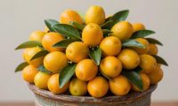 金桔买多了怎么保存比较好?