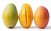 攀枝花芒果性价比最高的品种排行:凯特、金煌、贵妃怎么选