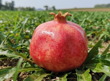 中草药田石榴有哪些功效?探秘其药用价值与应用教程