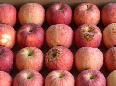 苹果买一箱回家怎么存放不烂？