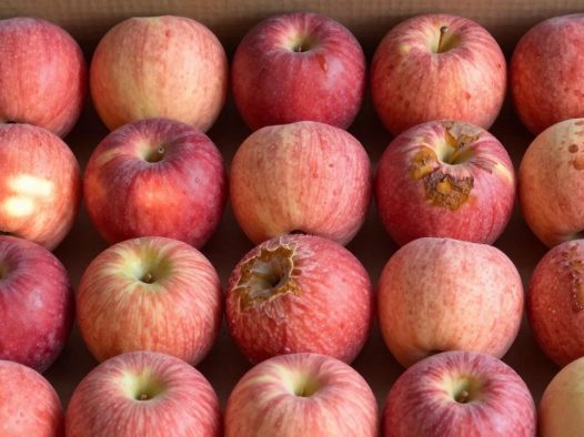 苹果买一箱回家怎么存放不烂？