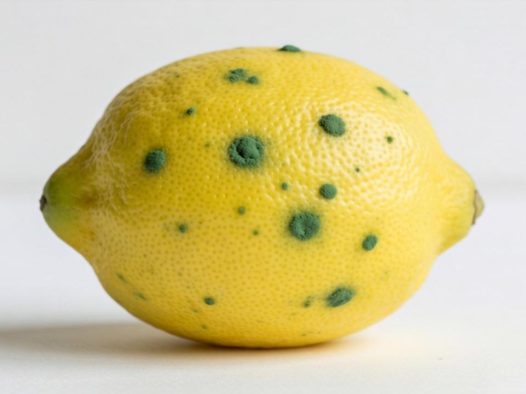 柠檬表面有绿色霉点还能不能用？如何处理发霉的柠檬？
